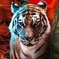 Anima黑暗王朝