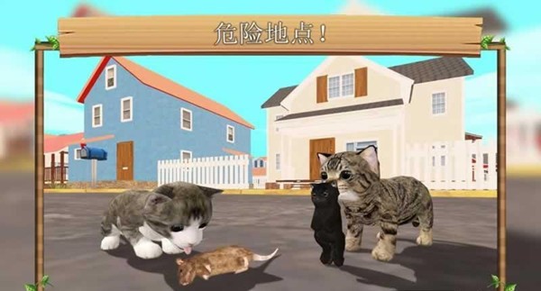 猫咪生存日记